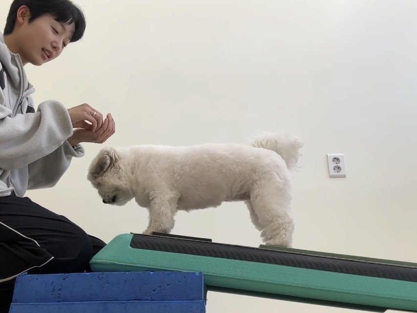 반려견 행동 교육