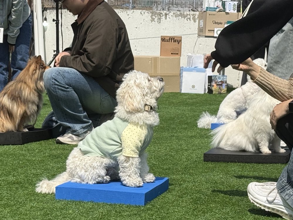 보호자 운동회
