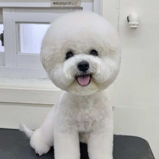 헬로우버디 그루밍 미용 사진 8