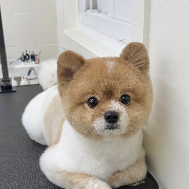 헬로우버디 그루밍 미용 사진 9
