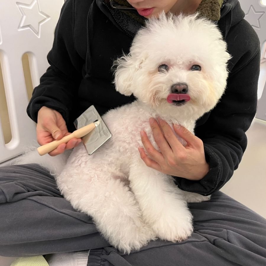헬로우버디 그루밍센터에서 미용 중인 반려견